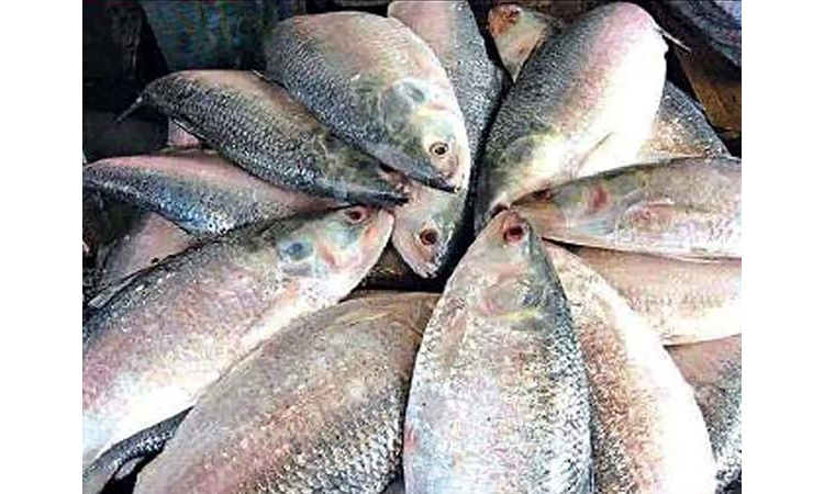 22-day fishing ban in Ctg from Oct 4 | Others