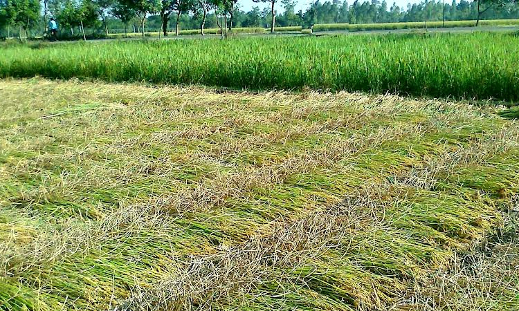 Rangpur farmers begin harvesting short-duration Aman rice | Agriculture News