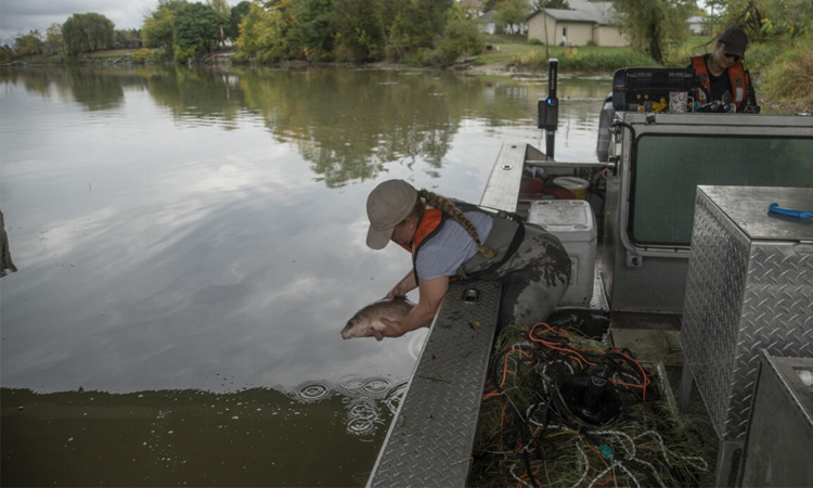 Americans, Canadians unite in battling 'eating machine' carp