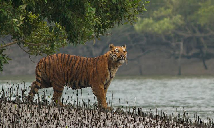 Spotted deer crucial to tiger survival in Sundarbans: Study