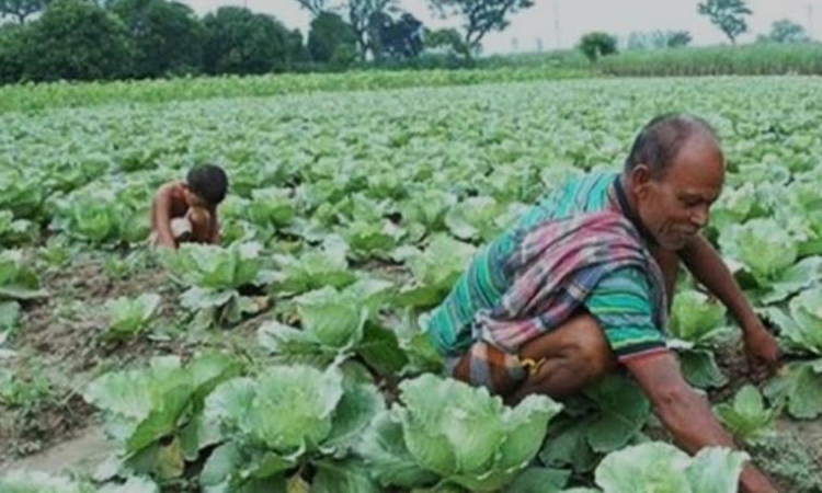 Bumper winter vegetable yield brings cheer to Khulna farmers | Agriculture News