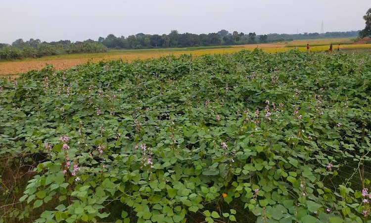 Summer bean farming gaining popularity in Rajshahi region | Agriculture News