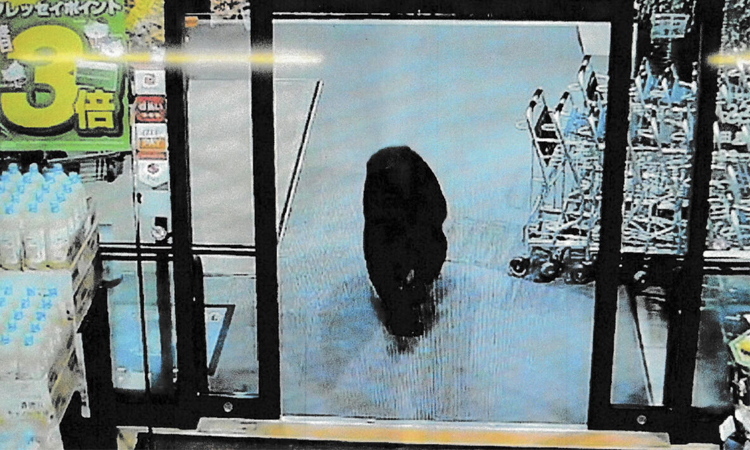 Bear injures two in Japan supermarket, man killed in separate attack