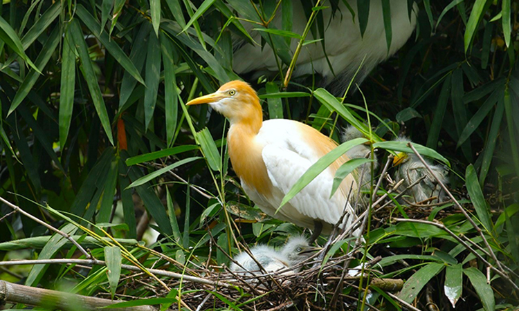 Bangladesh wetlands: Home to 1.7 lakh colonial waterbirds facing ecological threats