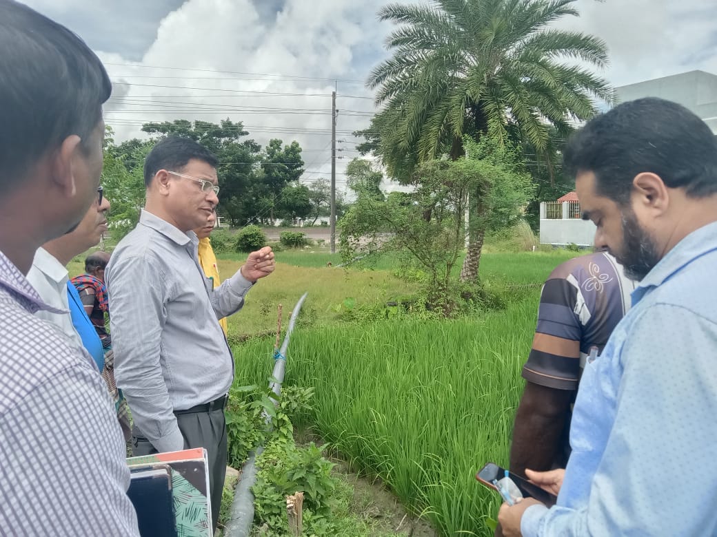 Green manure brings new hope for sustainable farming in Khulna