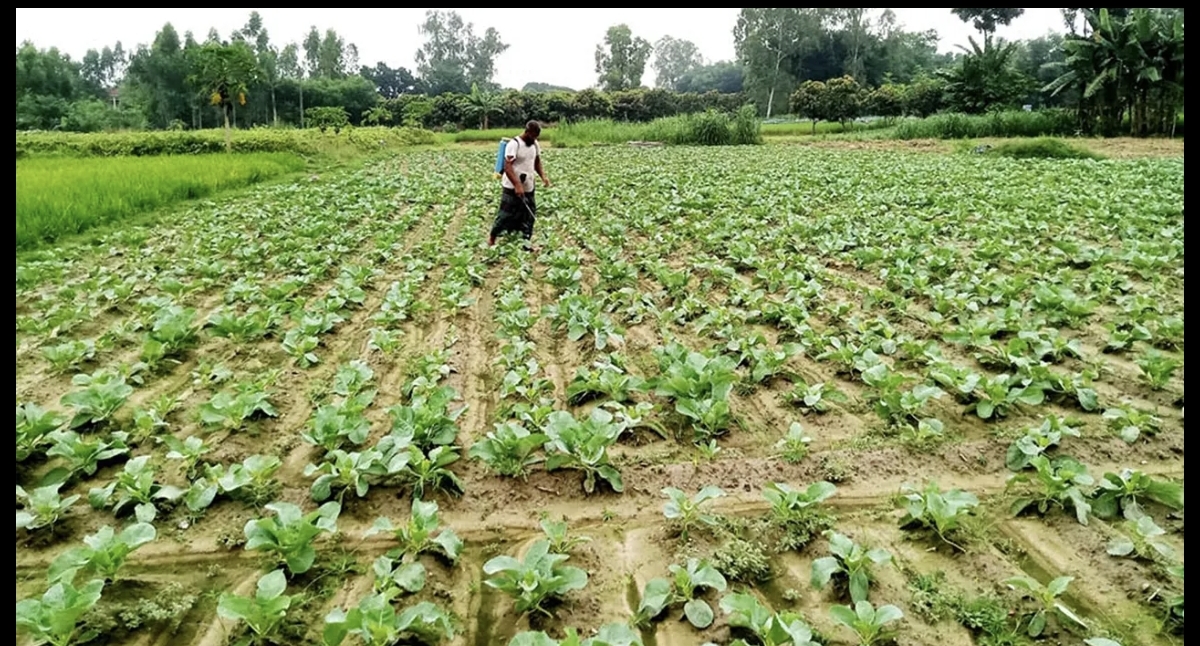 Dumuria sees bumper production of winter vegetables
