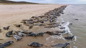 Seals, birds under threat in new 'red list' of endangered species