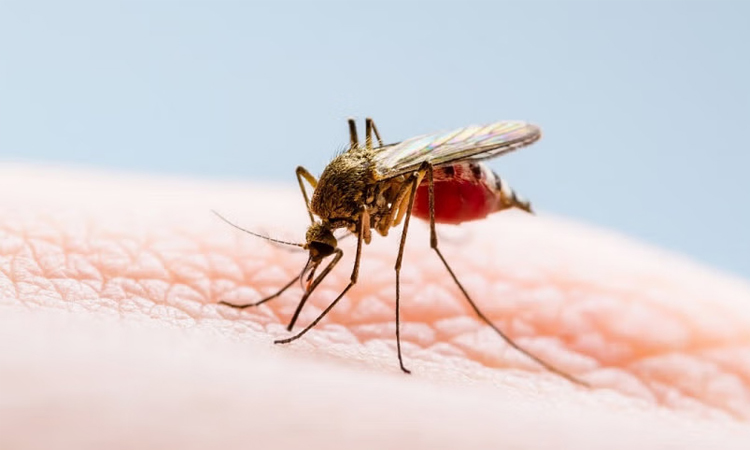308 dengue patients hospitalized in last 24 hrs