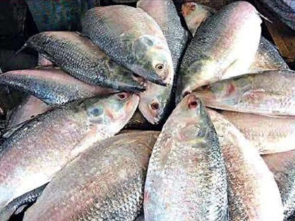 Over 2,500-kg of mother Hilsa seized in Ctg