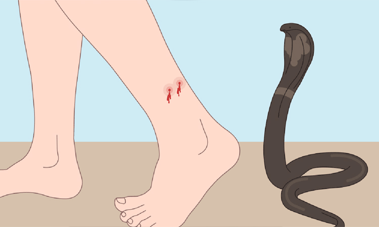 Snakebite kills college student in Jhenaidah