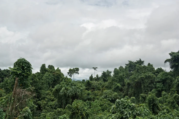 Papua New Guinea's rainforest under major threat says new report