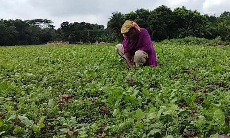 Bagerhat farmers expect bumper winter vegetable harvest