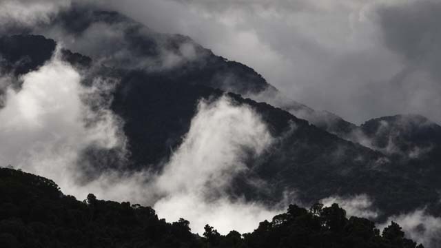 Australian rainforests no longer a carbon sink: study