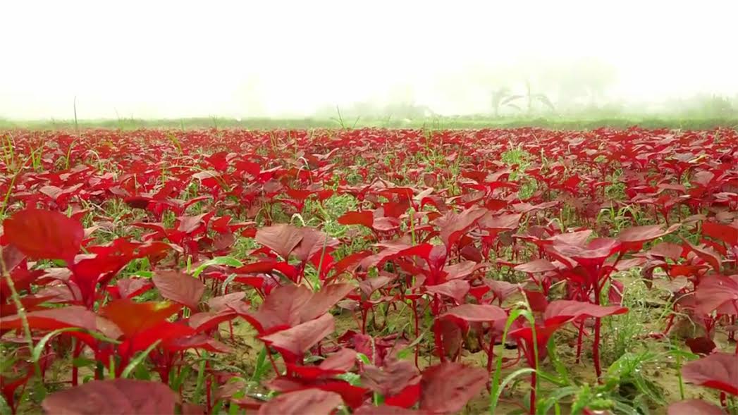 Early winter vegetables start appearing in Naogaon markets