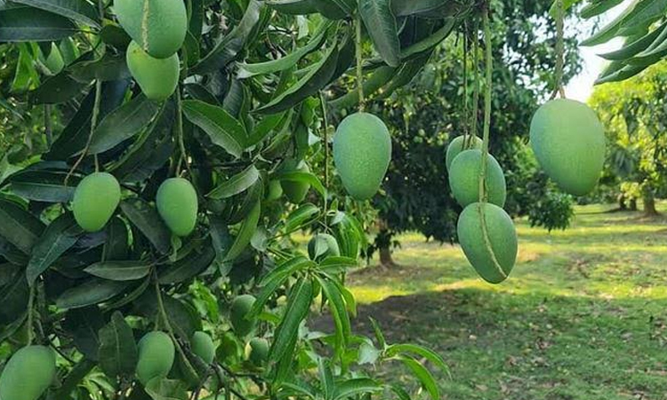 Water-smart farming takes root in Barind to tackle climate, irrigation stress
