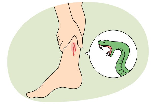 Snakebite kills youth in Gaibandha