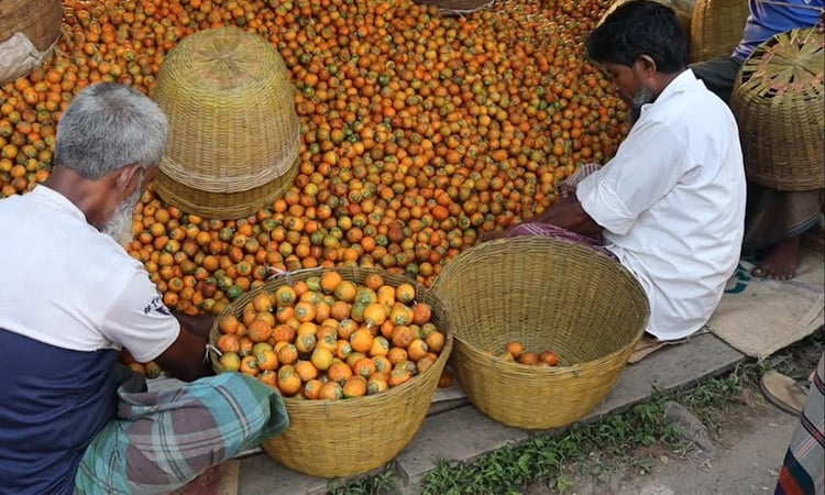 Pirojpur's Panchpara Bazar emerges as 'Kingdom of Betel Nut'