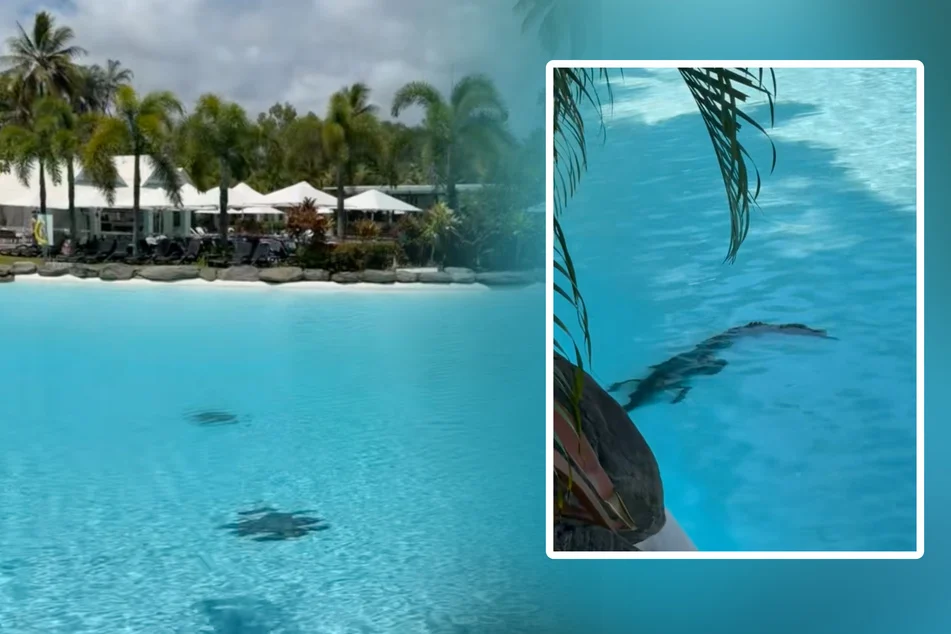 Crocodile lurks in Australian luxury hotel pool