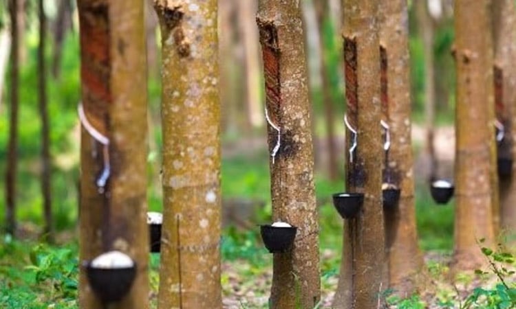 10,000 rubber trees in Boalkhali's Amuchia plantation start yielding sap