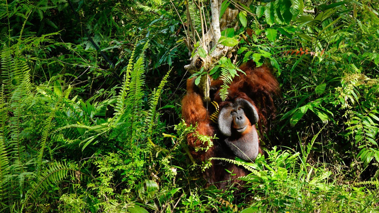 EU timber imports linked to deforestation on Indonesia's Borneo: NGOs