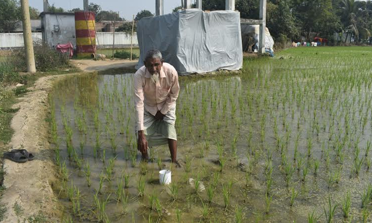 Climate-smart farming key to boosting yields in Barind region, say experts