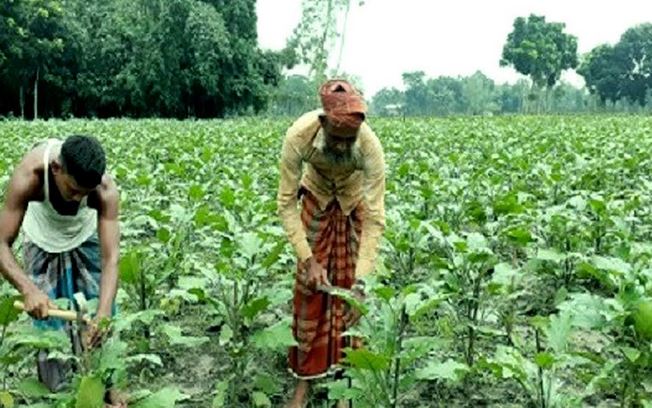 Over 11. lakh tonnes vegetables production targeted in Rangpur