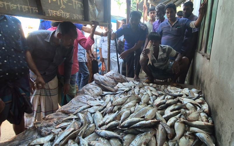 46 fishermen held with 2 tons of Hilsha in Noakhali 