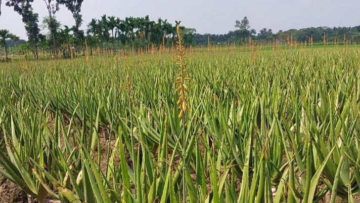 Natore’s medicinal plant village yields Tk 100cr in herbal products