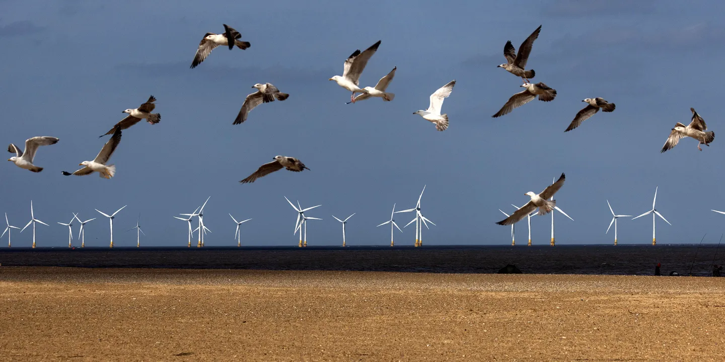 S.Africa seeks to save birds from wind turbine risks     