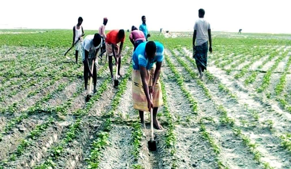 25.19 lakh tonnes potato production target set in Rangpur region