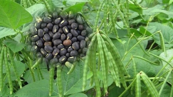 6,862 metric tons of mashkalai dal to be produced in Manikganj