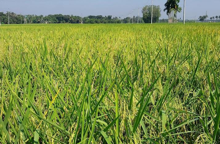 Aman cultivation in Natore exceeds target