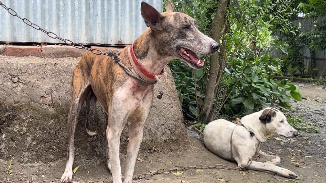 Breeding centre planned to preserve, promote Sarail’s greyhound dogs 
