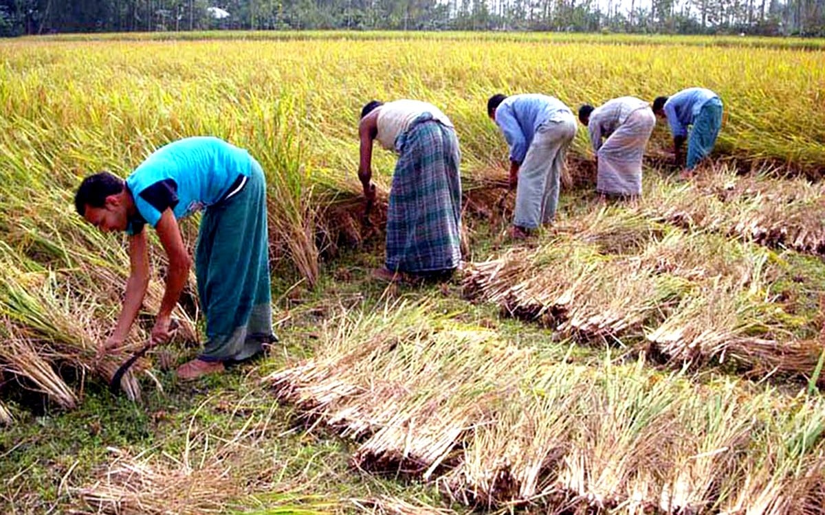 Early Aman rice harvest boosts farm workers’ earnings
