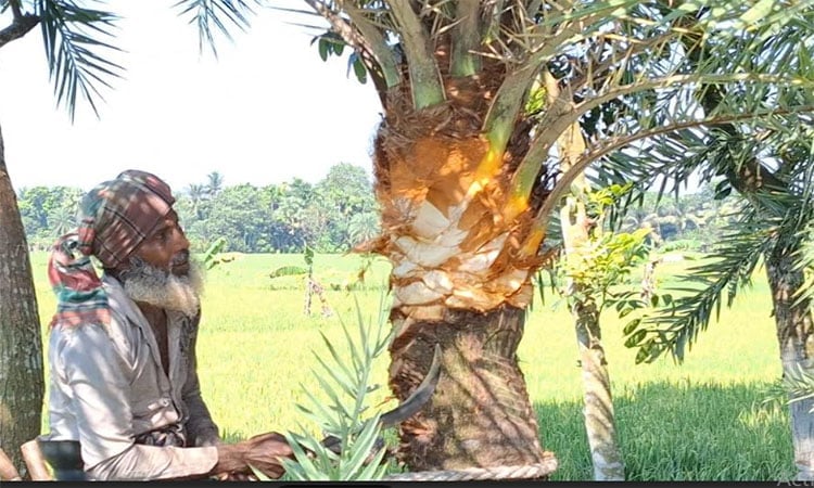 Farmers busy caring for date trees ahead of juice collection in Jhenaidah