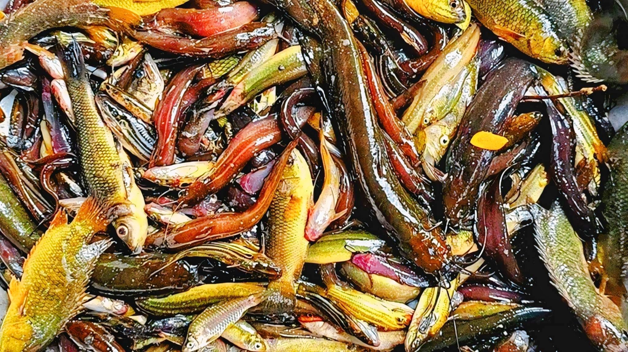 Native fish declining in Lalmonirhat