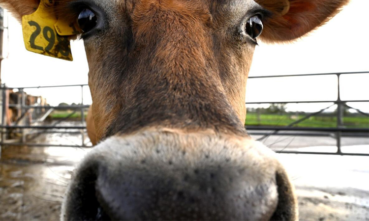 'Utter madness': NZ farmers agree dairy sale to French group