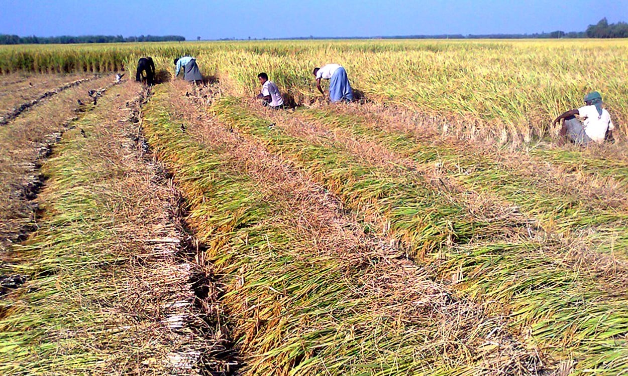 Farmers ready for bumper harvest of Aman rice in Rangpur region