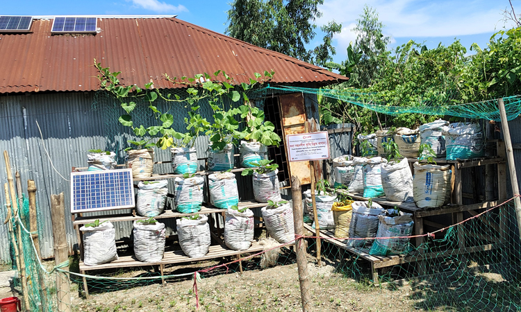 Flood-resilient vegetable farming method getting popular in Gaibandha 