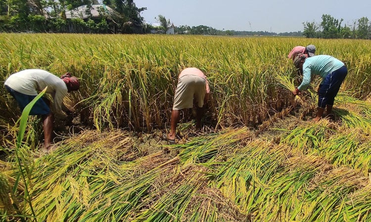 Aman harvest in full swing in Khulna