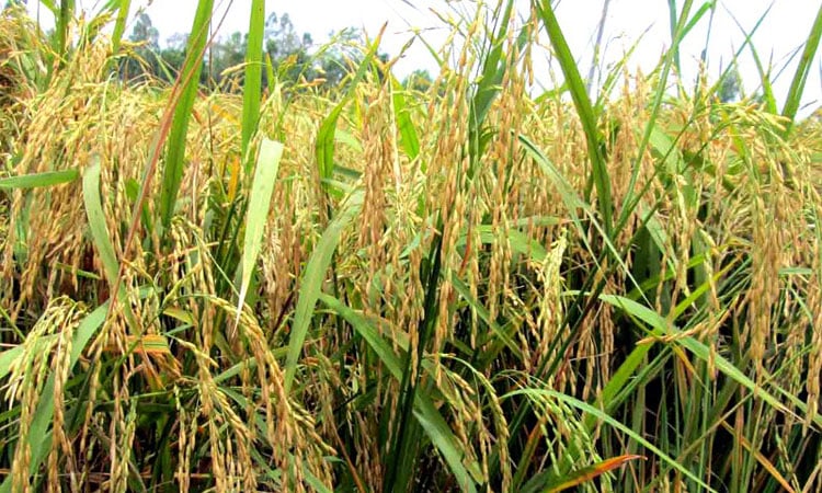 Rangpur farmers to produce record 23.08-lakh tonnes Boro rice
