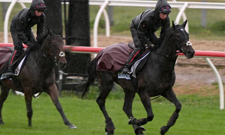 Half Yours favourite at Australia's 'race that stops a nation'