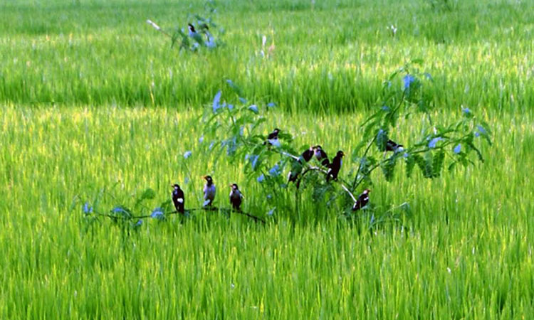 Eco-friendly perching pest management gains popularity in Rangpur region
