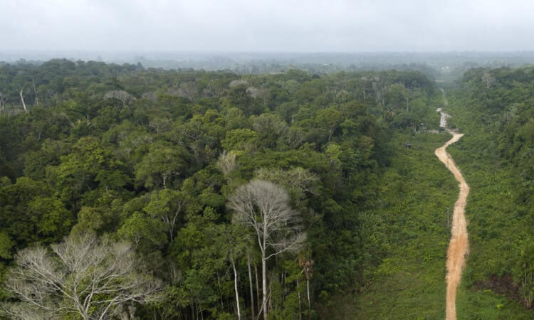 Brazil records biggest annual fall in emissions in 15 years: report
