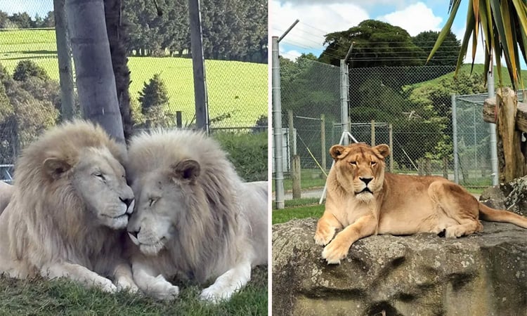 Troubled New Zealand wildlife park to euthanise seven lions