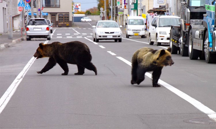 Japan deploys troops after wave of deadly bear attacks