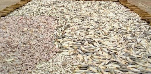 1,000 kg jatka seized in Meghna river operation
