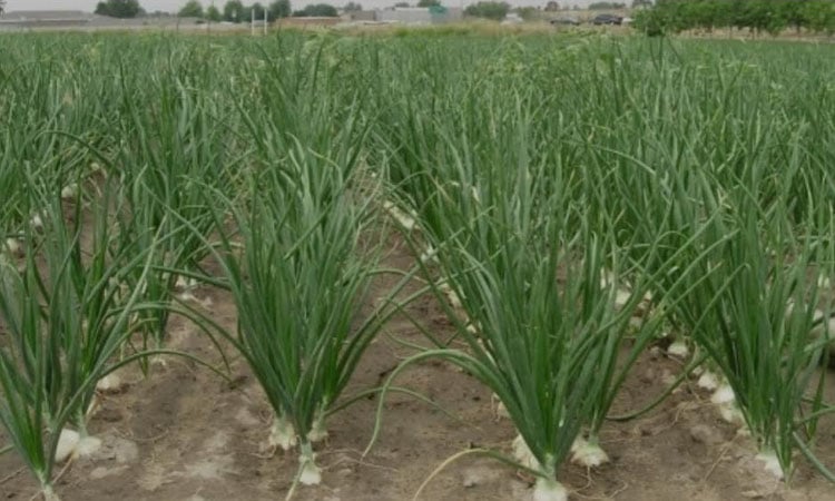 Khulna DAE targets 9.5 lakh tonnes of Robi crops this season