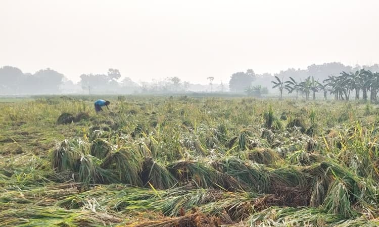Untimely rainfall causes damage to Tk 10.27cr crops in Rajshahi