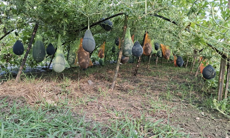 Mulching method opens new prospects for watermelon cultivation in Jhenaidah